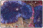 TOP 50 Blue Bullseye Mushroom